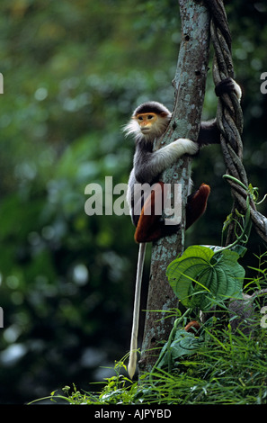 Rot-Schaft-Douc Languren Pygathrix Nemaeus Nemaeus, in Gefangenschaft Stockfoto