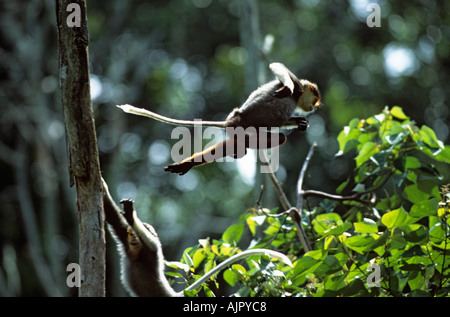 Rot-Schaft-Douc Languren Pygathrix Nemaeus Nemaeus, in Gefangenschaft Stockfoto