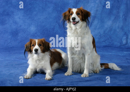 Kleine holländische Wasservögel Hunde Kooikerhondje Stockfoto