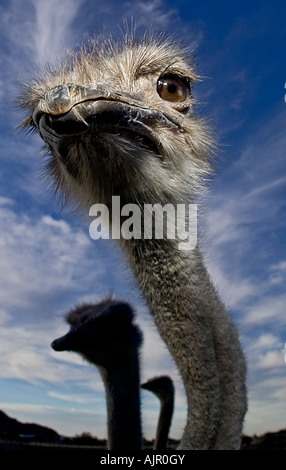Straußenfarm in Arizona Stockfoto