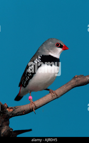 Diamant Firetail Stagonopleura guttata Stockfoto