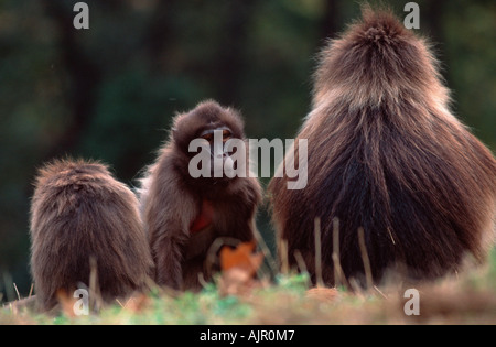 Gelada Paviane Männchen und Weibchen Theropithecus gelada Stockfoto