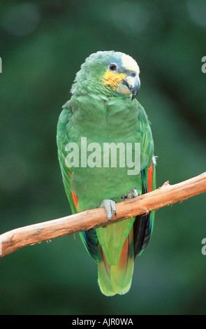 Orange geflügelte Amazon Amazona amazonica Stockfoto