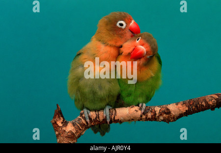 Fischer s unzertrennlichen paar Grooming Agapornis fischeri Stockfoto