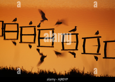 Silhouetten von Möwen auf Pfählen in der Morgendämmerung, Palo Alto Baylands, Kalifornien Stockfoto