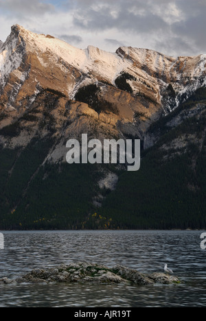 Möwe auf Felsen im Schnee und Lake Minnewanka begrenzt Fairholme Bereich Banff Nationalpark kanadischen Rocky Mountains Alberta Kanada Stockfoto