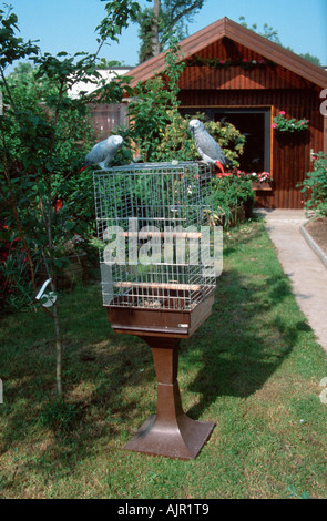 Auf paar grau Papageien Käfig im Garten Psittacus Erithacus erithacus Stockfoto