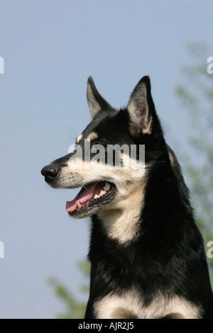 Rentier Herder Lapinporokoira beenden Stockfoto