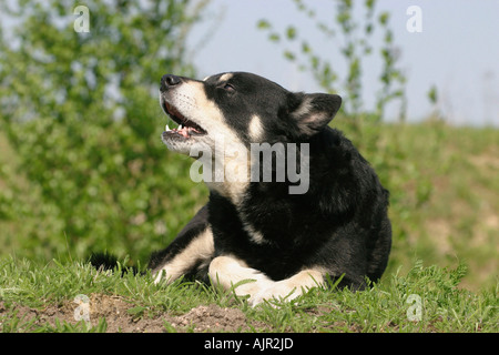 Rentier Herder Lapinporokoira beenden Stockfoto