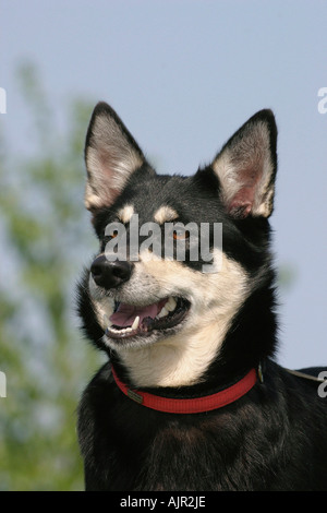 Rentier Herder Lapinporokoira beenden Stockfoto