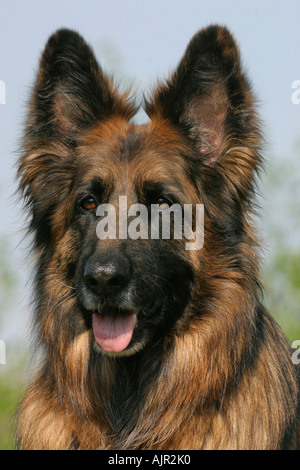 Deutscher Schäferhund Langhaar Stockfoto