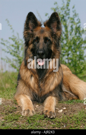 Deutscher Schäferhund Langhaar Stockfoto