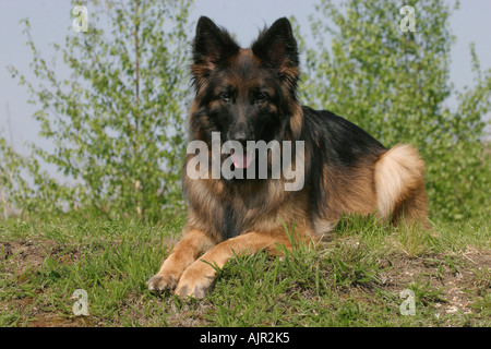 Deutscher Schäferhund Langhaar Stockfoto