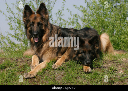 Deutsche Schäferhunde, Langhaar Stockfoto