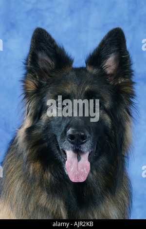 Deutscher Schäferhund Langhaar Stockfoto