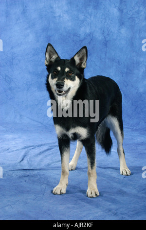 Rentier Herder Lapinporokoira beenden Stockfoto