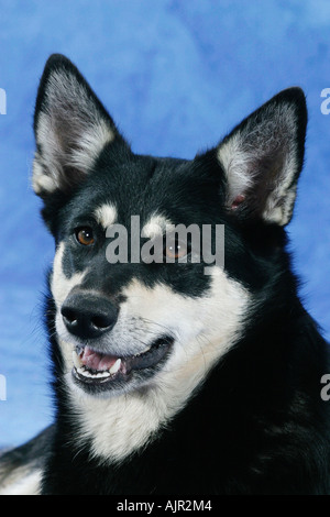 Rentier Herder Lapinporokoira beenden Stockfoto