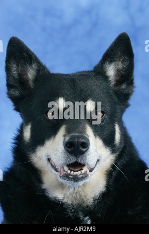 Rentier Herder Lapinporokoira beenden Stockfoto