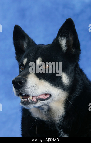 Rentier Herder Lapinporokoira beenden Stockfoto