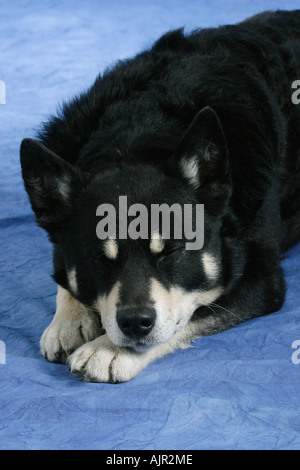 Rentier Herder Lapinporokoira beenden Stockfoto