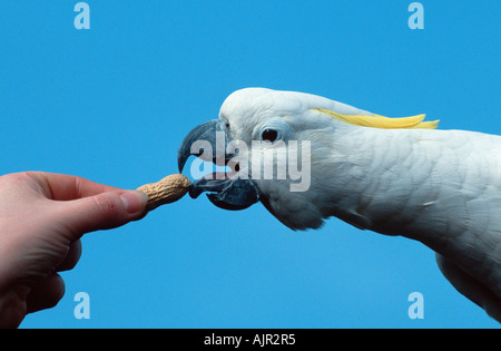 Mehr Schwefel crested Cockatoo immer Erdnuss Cacatua Galerita Triton Triton Kakadu Stockfoto