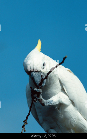 Mehr Schwefel crested Cockatoo spielen mit Zweig Cacatua Galerita Triton Triton Kakadu Stockfoto