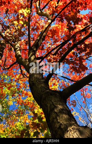 Herbst Ahornbaum mit roten Blättern im Herbst Wald Stockfoto