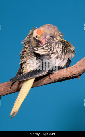 Junger Nymphensittich Nymphicus hollandicus Stockfoto