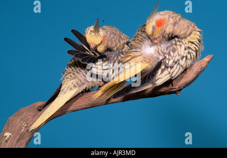 Junge Nymphensittiche Nymphicus hollandicus Stockfoto