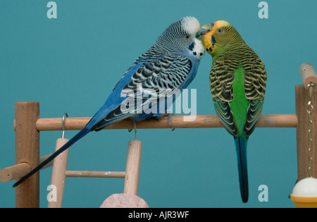 Wellensittiche paar weiblich männlich Melopsittacus Undulatus Wellensittich Pflege Stockfoto