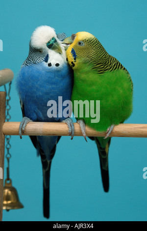Wellensittiche paar weiblich männlich Melopsittacus Undulatus Wellensittich Pflege Stockfoto