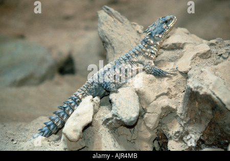 Riesige geringelt Eidechse Cordylus giganteus Stockfoto