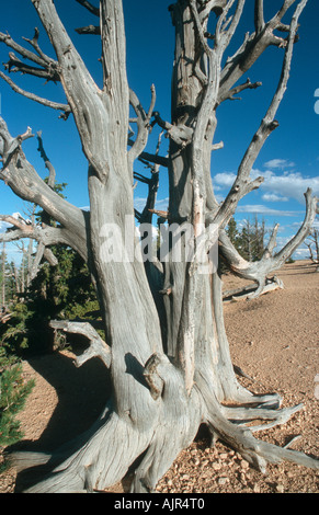 Bryce Canyon - Utah - USA Bristlecone loop Stockfoto