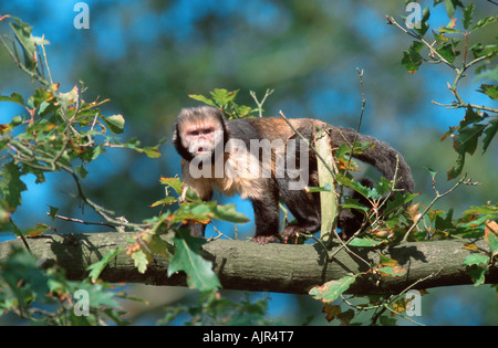 Gelb breasted Kapuziner Affen männlichen Cebus Apella xantosthennos Stockfoto