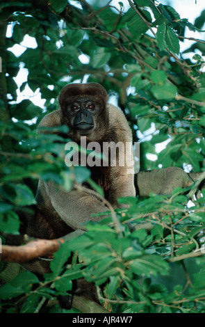 Gemeinsamen Woolly Monkey Lagothrix lagotricha Stockfoto