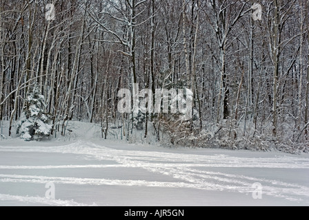 Schneebedeckte Bäume im Wald Rand Spuren im Schnee Stockfoto
