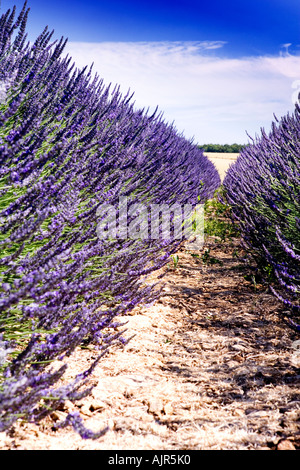 Reihen von Lavendel am Snowshill Lavender Farm, in der Nähe von Broadway in den Cotswolds, Gloucestershire, England, UK Stockfoto