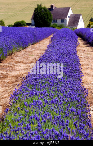 Reihen von Lavendel am Snowshill Lavender Farm, in der Nähe von Broadway in den Cotswolds, Gloucestershire, England Stockfoto