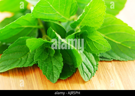 Frische Minze Zweige auf Holzbrett Stockfoto
