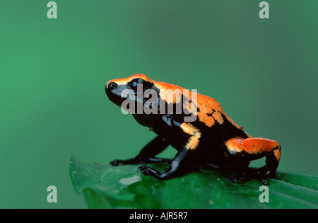 Unterstützt Poison Arrow Frog Dendrobates Galactonotus Poison Dart Frog Splash Stockfoto