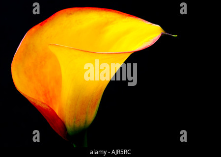 Zantedeschia Einzelblüte 'Flamme' vor einem schwarzen Hintergrund. Stockfoto