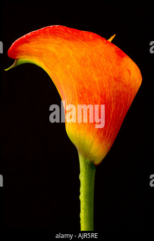 Zantedeschia Einzelblüte 'Flamme' vor einem schwarzen Hintergrund. Stockfoto