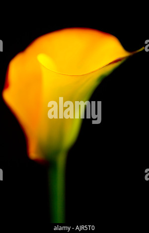 Zantedeschia Einzelblüte 'Flamme' vor einem schwarzen Hintergrund. Stockfoto