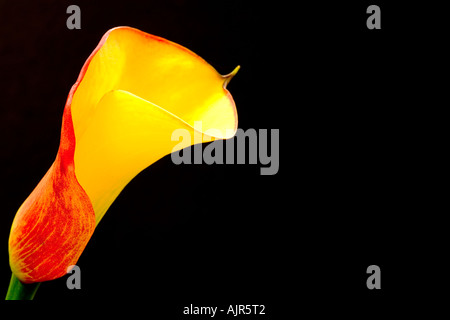 Zantedeschia Einzelblüte 'Flamme' vor einem schwarzen Hintergrund. Stockfoto
