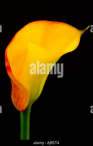 Zantedeschia Einzelblüte 'Flamme' vor einem schwarzen Hintergrund. Stockfoto