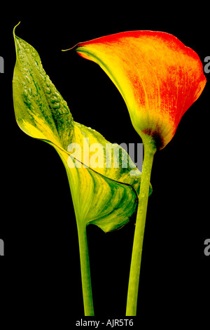 Zantedeschia Einzelblüte 'Flamme' vor einem schwarzen Hintergrund. Stockfoto