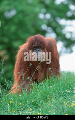 Sumatra Orang-Utan weibliche Pongo Pygmaeus abelii Stockfoto