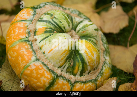Winterkürbis Turk s Turban aka amerikanischen Turban lateinischer Familienname cucurbitaceae Stockfoto