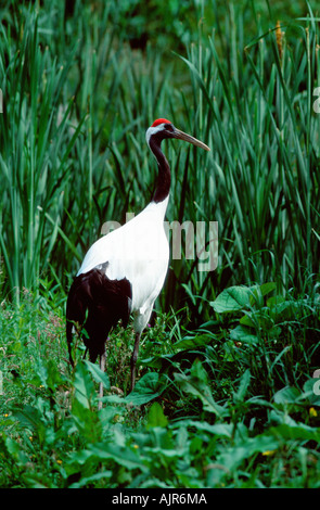 Japanische Kran Grus japonensis Stockfoto