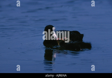 Blässhuhn Küken Nord Rhein Westfalen Deutschland Fulica Atra Fütterung Stockfoto